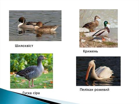 0400pg1d-7d7f-482x361.jpg
