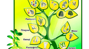Бактерії