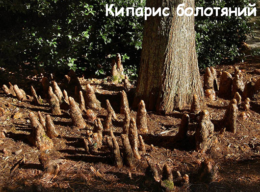 0400plu0-28a4-530x393.png