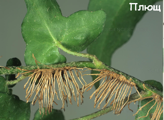 0400plvk-125b-539x397.png