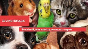Урок  доброти " 30 листопада — Всесвітній день домашніх тварин"