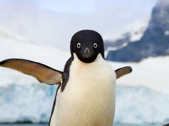 Why Did Penguins Stop Flying? The Answer Is Evolutionary