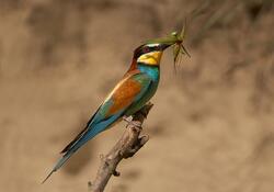 0400pott-8956-250x175.jpg