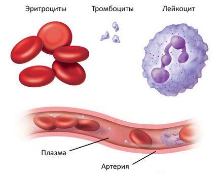 Скільки крові в людині
