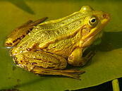 0400pvog-c581-173x129.jpg