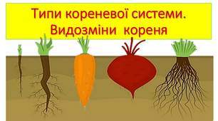 Типи кореневих систем, видозміни  кореня
