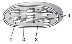 0400pyzl-f4e7-230x142.jpg