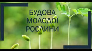 БУДОВА РОСЛИНИ. ОРГАНИ РОСЛИНИ.
