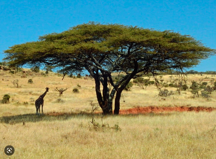 0400qijl-3d02-758x558.png