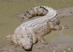 0400qjrk-c00f-240x171.png