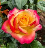 0400qmzj-5091-258x278.jpg