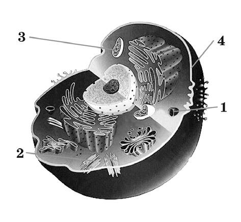 0400qnw8-dd6d-473x436.jpg