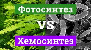 Повторити "Фотосинтез. Хемосинтез"