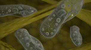 Одноклітинні організми. Перехід до багатоклітинності