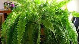 Proiect Didactic:            Pteridofitele ( ferigele