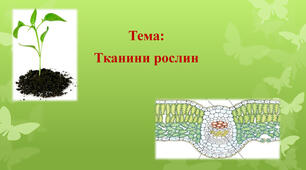 Тканини рослин