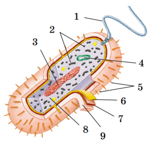 0400r16s-fbea-303x299.png