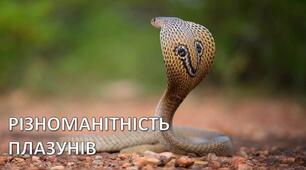 Презентація на тему "Різноманітність плазунів"