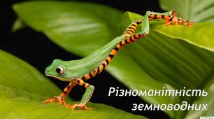 Презентація на тему "Різноманітність земноводних"