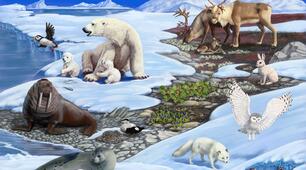 Дистанційне заняття для дітей дошкільного віку на тему " Тварини Півночі"