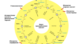 Катаболізм (Енергетичний обмін)