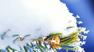 (Копія) Захист України ( дівчата) 10 клас(ексткрнат)