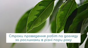Роботи по догляду за кімнатними рослинами в різні пори року. Квіткарництво (трудове навчання) 7 клас