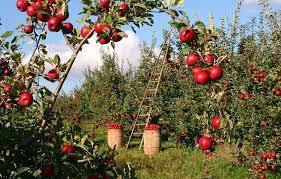 2,000+ Free Orchard & Apples Images - Pixabay