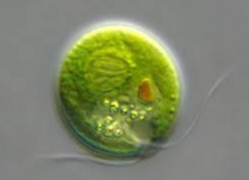 0400s5pl-e45a-249x180.png