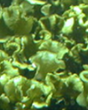 0400sd61-79db-129x161.png