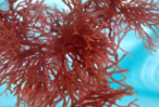 0400sd81-d31e-146x99.png