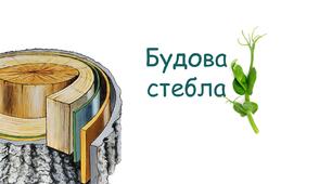 Будова стебла. (6 клас &26)