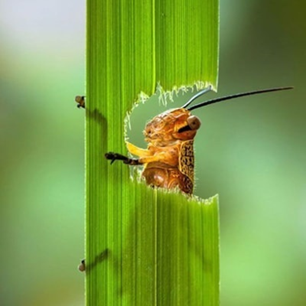 0400sh1l-80c0-625x625.png