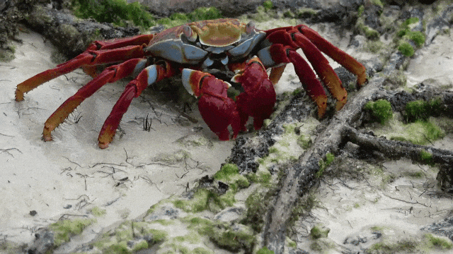 0400si9v-9d63-640x360.gif