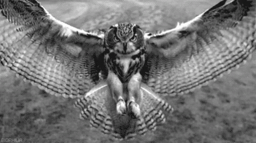 0400si9x-39e3-498x278.gif