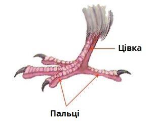 цівка.jpg