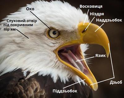 головапідписи.jpg