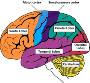 Brain Basics: Know Your Brain | National Institute of Neurological Disorders and Stroke
