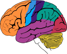 Brain Basics: Know Your Brain | National Institute of Neurological Disorders and Stroke