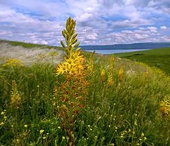 0400suix-2080-247x212.jpg