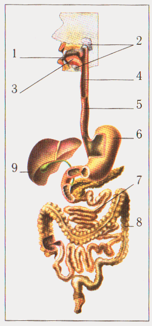 0400sv8e-aaf4-299x640.png