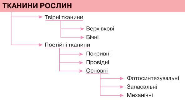 тканини рослин.jpg