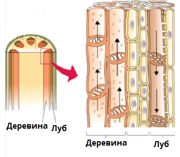 деревина.bmp