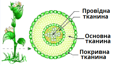тканини.bmp