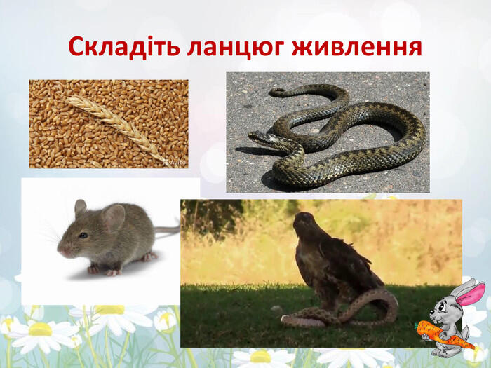 Презентація "Ланцюги живлення"