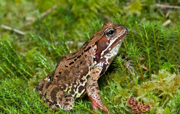 0400tfuo-fdc6-600x379.png