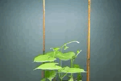 0400ti6y-d2d4-250x167.gif