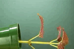 0400ti7m-5aa1-250x167.gif