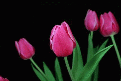 0400ti83-bfc5-405x270.gif