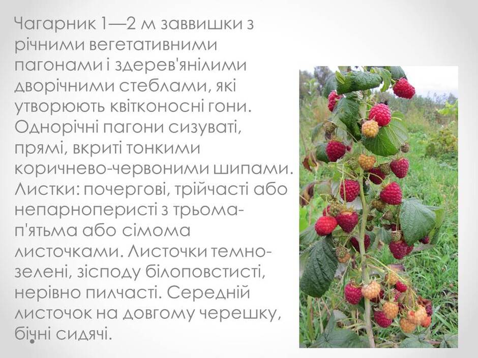 0400tk0d-c068-940x705.jpg